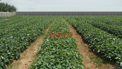 我們非常信賴(lài)信陽(yáng)鑫鑫薯業(yè)的薯苗